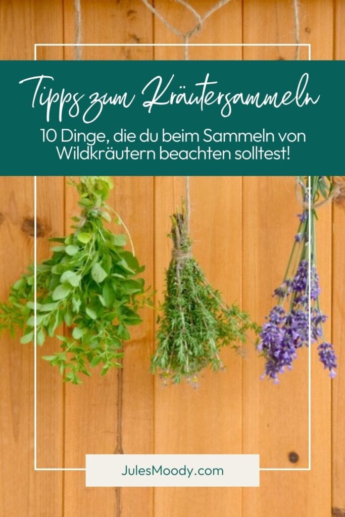 Basiswissen 10 Dinge, die du beim Sammeln von Wildkräutern beachten solltest!