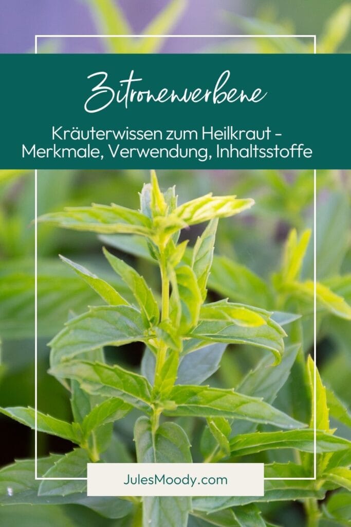 Zitronenverbene