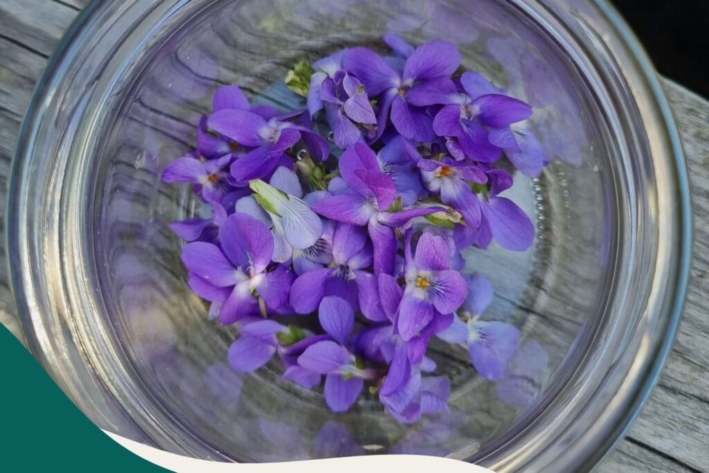 Veilchenbalsam für irritierte Haut