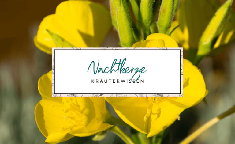 Nachtkerze Wirkung und Verwendung von Nachtkerzenblüten, Nachtkerzenblättern, Nachtkerzensamen und Nachtkerzenwurzel Schinkenwurz