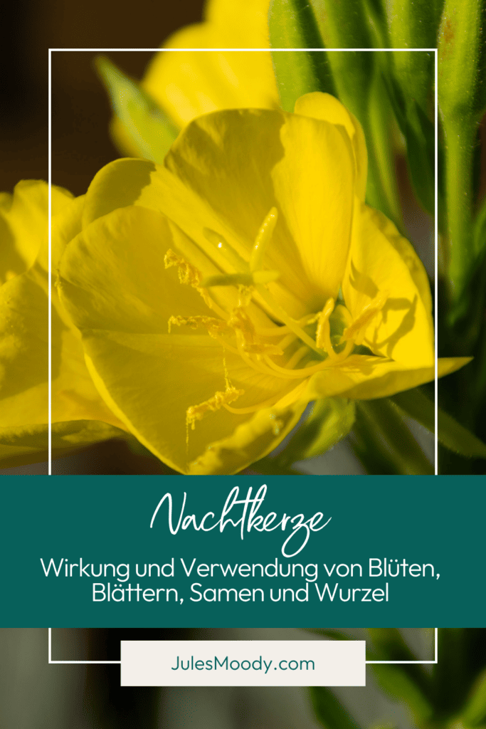 Nachtkerze Wirkung und Verwendung von Nachtkerzenblüten, Nachtkerzenblättern, Nachtkerzensamen und Nachtkerzenwurzel Schinkenwurz