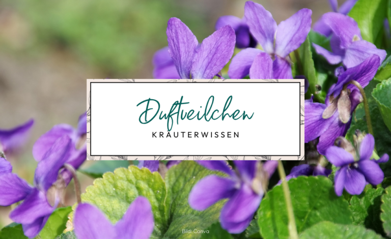 Duftveilchen Viola odorata für die Hautpflege