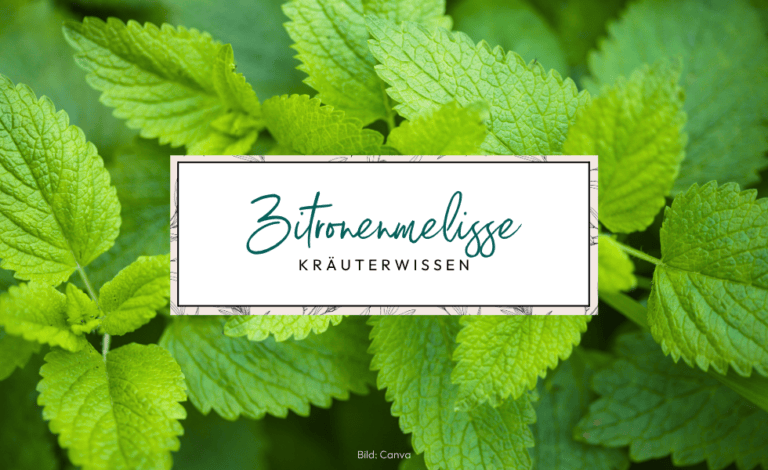 Zitronenmelisse (Melissa officinalis): Wirkung & Verwendung für die Hautpflege