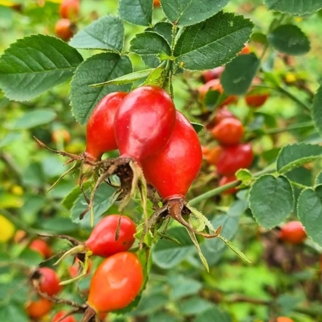Reife Hagebutten am Strauch der Hundsrose