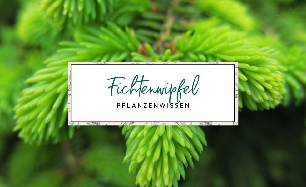 Pflanzenwissen: Fichtenwipfel (Picea abies)