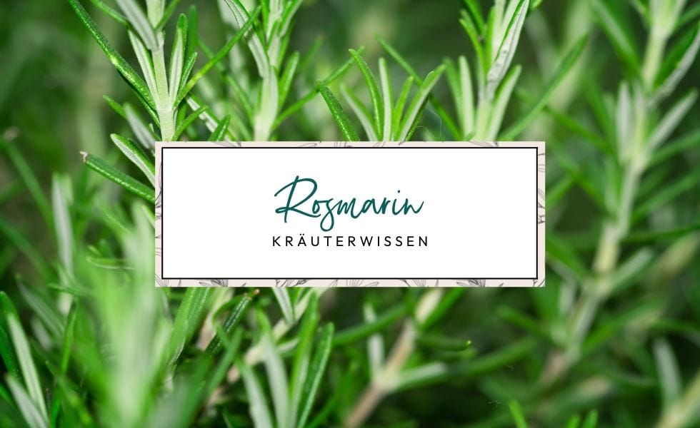 Kräuterwissen: Rosmarin (Salvia rosmarinus)