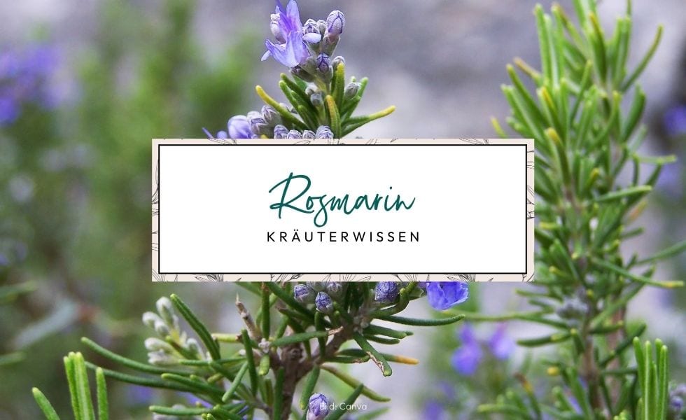 Rosmarin (Salvia rosmarinus): Wirkung und Verwendung für Haut & Haare