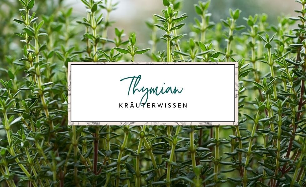 Kräuterwissen: Echter Thymian (Thymus vulgaris)