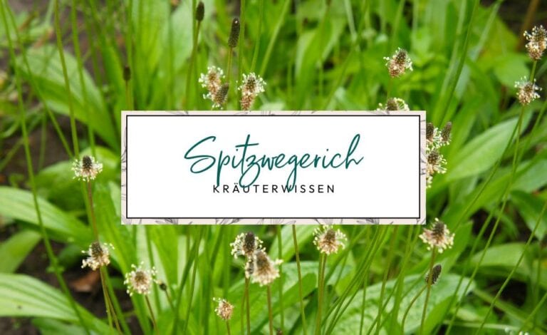 Kräuterwissen: Spitzwegerich (Plantago lanceolata)