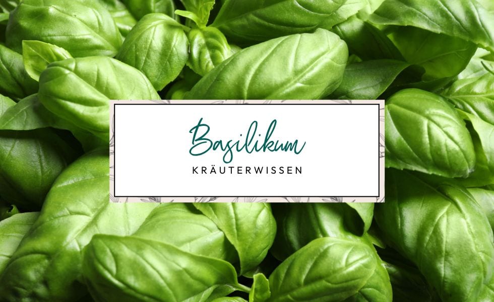 Kräuterwissen: Basilikum (Ocimum basilicum)