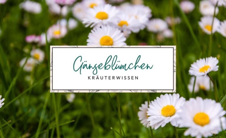 Kräuterwissen: Gänseblümchen (Bellis Perennis)