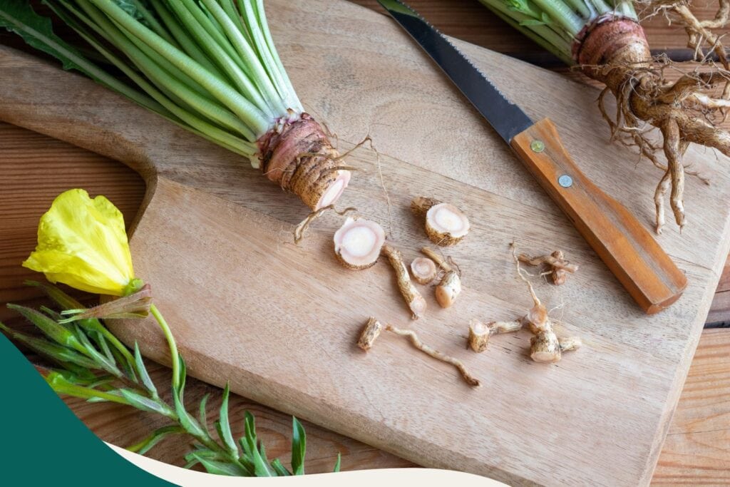 Wurzeln graben für Naturkosmetik und Volksheilkunde