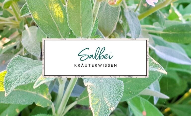 Kräuterwissen: Salbei (Salvia Officinalis)