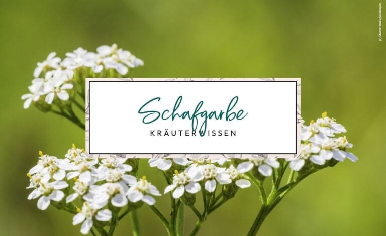 Achillea millefolium Kräuterwissen Schafgarbe
