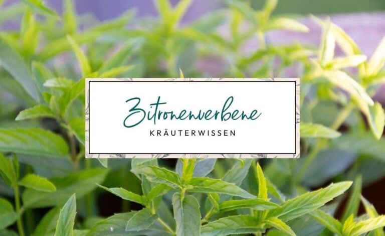 Kräuterwissen: Zitronenverbene (Aloysia citrodora)