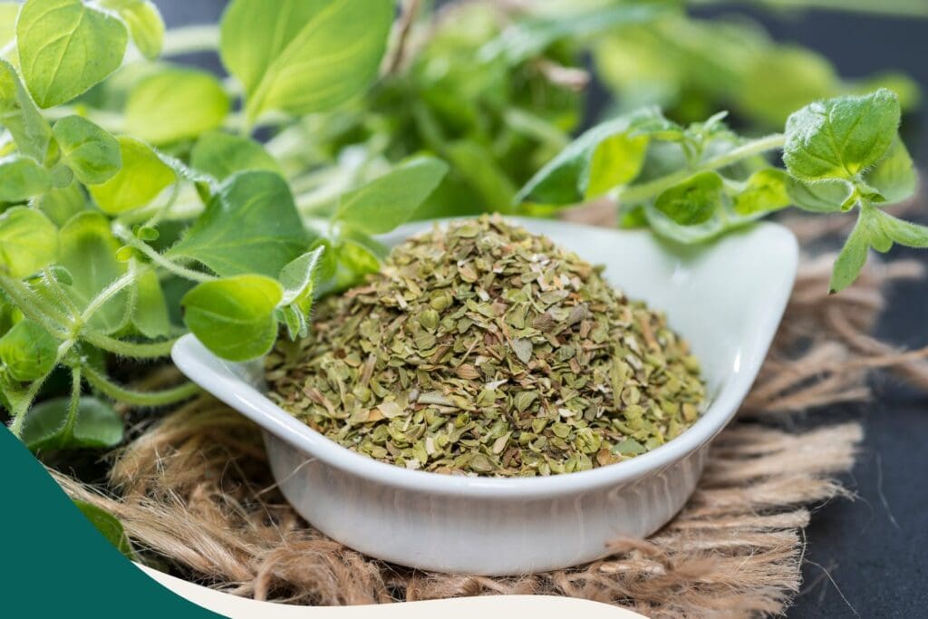 Oregano als Heilkraut