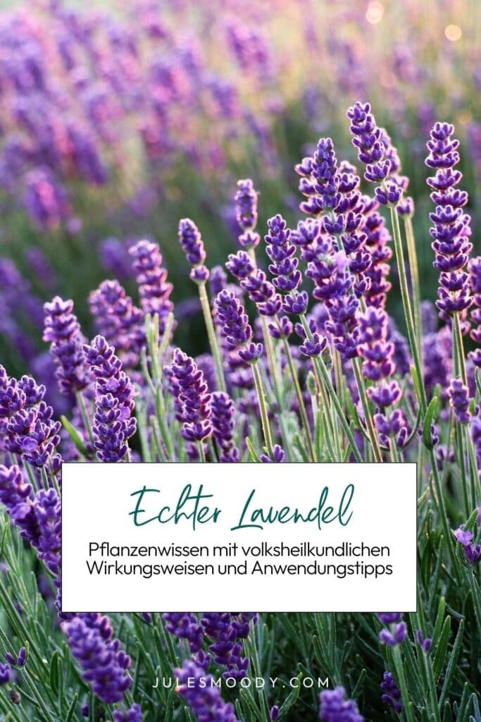 Echter Lavendel als Heilpflanze