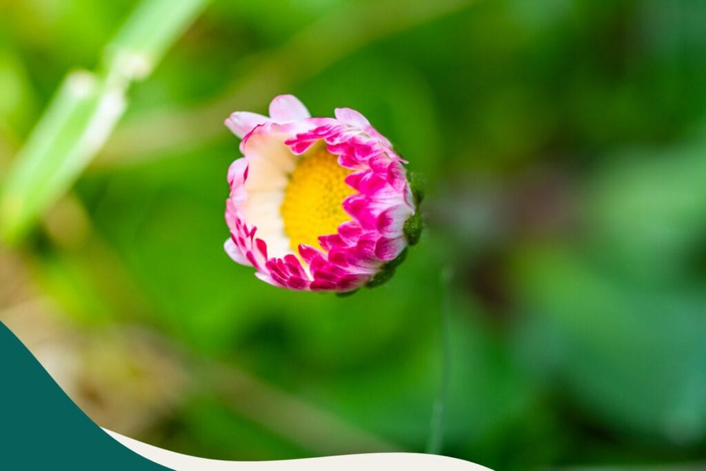 Kräuterwissen Gänseblümchen