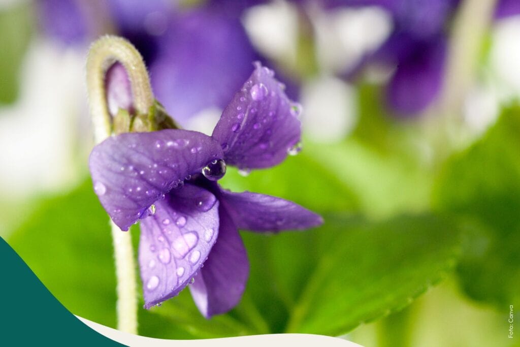 Duftveilchen Viola odorata für die Hautpflege