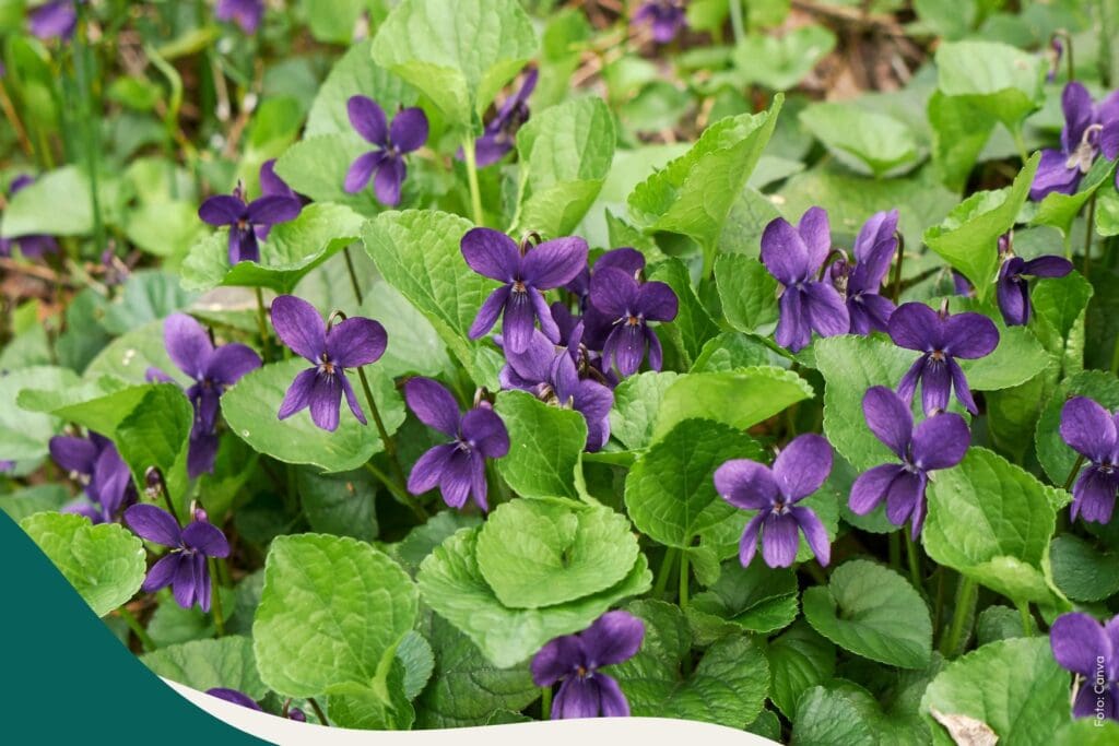 Duftveilchen Viola odorata für die Hautpflege