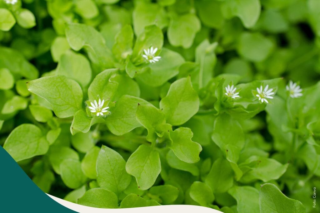 Vogelmiere Stellaria Media für die Hautpflege