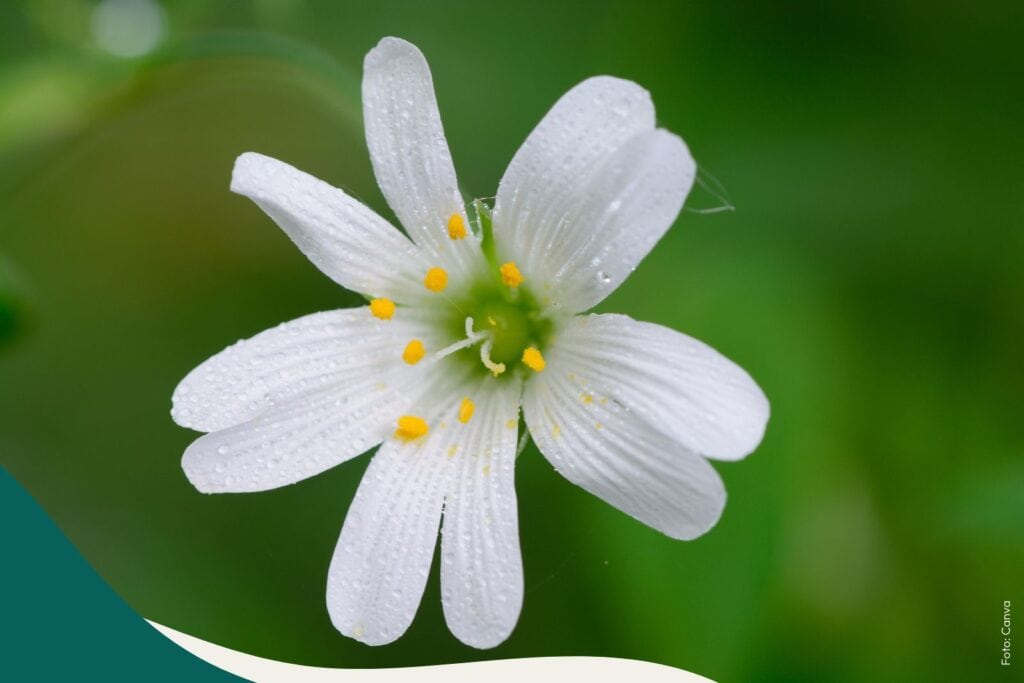 Vogelmiere Stellaria Media für die Hautpflege