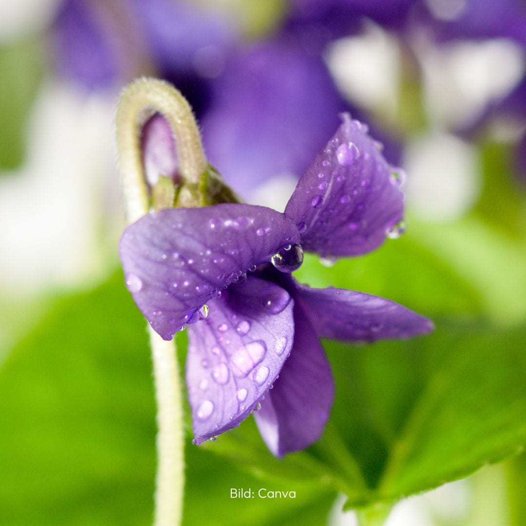 Duftveilchen Viola odorata für die Hautpflege